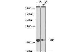 Western blot analysis of extracts of various cell lines using PIN1 Polyclonal Antibody at dilution of 1:1000. (PIN1 anticorps)