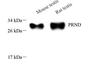 Western blot analysis of DPL (ABIN7075176),at dilution of 1: 1000 (PRND anticorps)