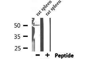 Western blot analysis of extracts from rat spleen, using CFH Antibody. (Complement Factor H anticorps  (N-Term))