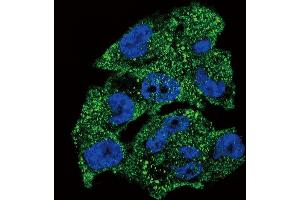 Confocal immunofluorescent analysis of NM23 (NME1) Antibody (N-term) (ABIN392655 and ABIN2842156) with  cell followed by Alexa Fluor 488-conjugated goat anti-rabbit lgG (green).