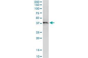 Immunoprecipitation of RFC4 transfected lysate using anti-RFC4 MaxPab rabbit polyclonal antibody and Protein A Magnetic Bead , and immunoblotted with RFC4 purified MaxPab mouse polyclonal antibody (B01P) .