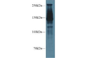 Western Blot; Sample: Rat Lung lysate; Primary Ab: 1µg/ml Rabbit Anti-Rat SPTAN1 Antibody Second Ab: 0.