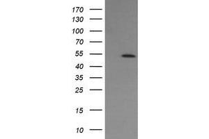 Image no. 3 for anti-ERG, ETS transcription factor (ERG) antibody (ABIN1498075)