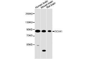 Western blot analysis of extracts of various cell lines, using DCLK1 antibody (ABIN5996561) at 1/2000 dilution.