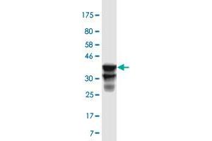Western Blot detection against Immunogen (35.