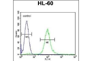 METTL10 Antibody (N-term) (ABIN655317 and ABIN2844895) flow cytometric analysis of HL-60 cells (right histogram) compared to a negative control cell (left histogram).