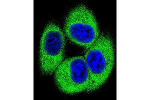 Confocal immunofluorescent analysis of TSSK4 Antibody (C-term) with 293 cell followed by Alexa Fluor 488-conjugated goat anti-rabbit lgG (green).