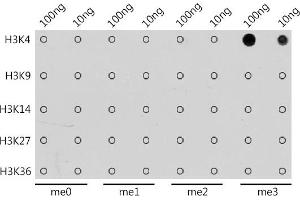 Dot-blot analysis of all sorts of methylation peptides using TriMethyl-Histone H3-K4 antibody (ABIN3023253, ABIN3023254, ABIN3023255, ABIN1513001 and ABIN6219512) at 1:1000 dilution.