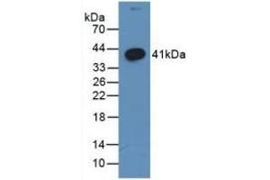 Detection of Recombinant WNT3A, Human using Monoclonal Antibody to Wingless Type MMTV Integration Site Family, Member 3A (WNT3A)