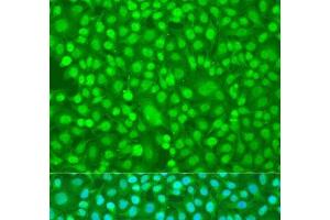 Immunofluorescence analysis of U2OS cells using PER1 Polyclonal Antibody at dilution of 1:100.