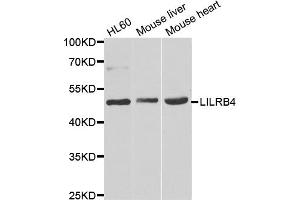 Western blot analysis of extracts of various cell lines, using LILRB4 antibody. (LILRB4 anticorps)