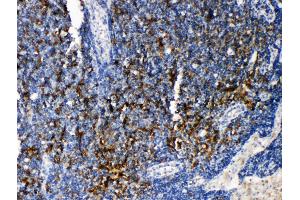 Anti-TRAF4 antibody, IHC(P) IHC(P): Rat Lymphonodus Tissue (TRAF4 anticorps  (C-Term))