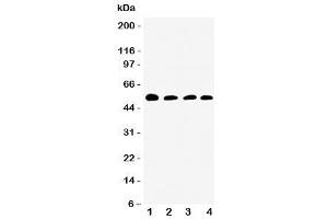 Western blot testing of Antithrombin III antibody and Lane 1:  rat testis (SERPINC1 anticorps  (N-Term))