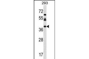 MIOX Antibody (N-term) (ABIN657153 and ABIN2846286) western blot analysis in 293 cell line lysates (35 μg/lane). (MIOX anticorps  (N-Term))