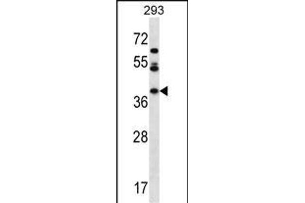 MIOX antibody  (N-Term)