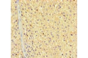 Immunohistochemistry of paraffin-embedded human adrenal gland tissue using ABIN7176291 at dilution of 1:100 (Zinc Finger Protein 44 anticorps  (AA 1-300))