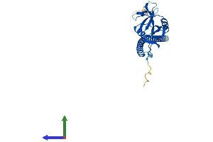 AlphaFold protein structure predicition of Human Recombinant CLEC1A Protein, UniprotID Q8NC01