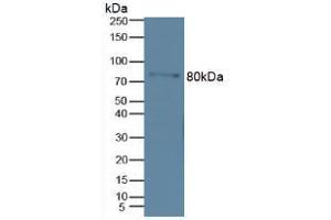 Western blot analysis of Mouse Marrow Tissue. (MMP 9 anticorps  (AA 213-399))