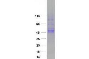 Validation with Western Blot (WNT16 Protein (Transcript Variant 1) (Myc-DYKDDDDK Tag))