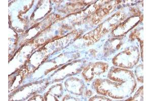 Image no. 1 for anti-Mitochondrial Marker antibody (ABIN6164016) (Mitochondrial Marker anticorps)