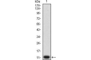 Western blot analysis using P2RY14 mAb against human P2RY14 (AA: extra mix) recombinant protein.