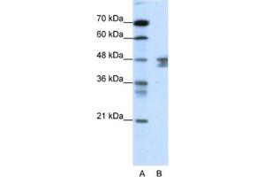Western Blotting (WB) image for anti-Zinc Finger Protein 271 (ZNF271) antibody (ABIN2461217) (ZNF271 anticorps)