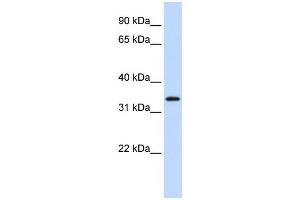 Western Blotting (WB) image for anti-Protein Kinase Protein SgK196 (SGK196) antibody (ABIN2459353) (SGK196 anticorps)