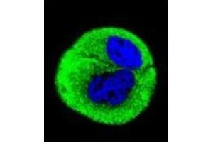 Confocal immunofluorescent analysis of Complex IV subunit I Antibody  with MCF-7 cell followed by Alexa Fluor® 488-conjugated Goat anti-Rabbit lgG (green). (Complex IV Subunit I (AA 202-232), (Middle Region) anticorps)