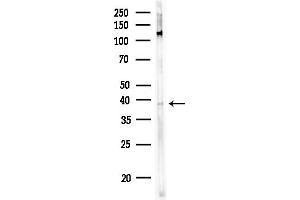 Western blot analysis of lysates from Rat testis, using MCHR2 Antibody at 1/1000 dilution.