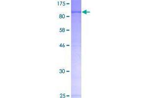 Image no. 1 for tRNA Methyltransferase 2 Homolog A (TRMT2A) (AA 1-625) protein (GST tag) (ABIN1323795)