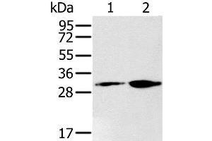 Western Blot analysis of 293T and K562 cell using RNLS Polyclonal Antibody at dilution of 1:200 (RNLS anticorps)
