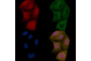 MBNL2 Mouse Monoclonal Antibody staining Hela cells by IF/ICC. (MBNL2 anticorps)
