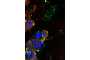Live cell imaging of Apamin-ATTO Fluor-488 in differentiated eurite outgrowth was induced in PC12 cells through a four-day exposure to 100 ng/mL Native mouse NGF 2.
