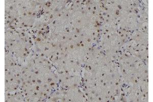 ABIN6269156 at 1/100 staining Human liver tissue by IHC-P. (RPA2 anticorps  (N-Term))