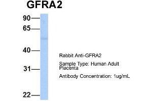 Host: Rabbit  Target Name: GFRA2  Sample Tissue: Human Adult Placenta  Antibody Dilution: 1. (GFRA2 anticorps  (C-Term))