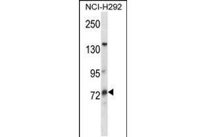 Western blot analysis in NCI-H292 cell line lysates (35ug/lane). (MUM1L1 anticorps  (AA 185-213))