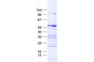 Validation with Western Blot (TAF1A Protein (His tag))