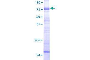 SDS-PAGE (SDS) image for Solute Carrier Family 22 (Organic Cation Transporter), Member 7 (SLC22A7) (AA 1-548) protein (GST tag) (ABIN1790910)