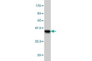 Western Blot detection against Immunogen (35.