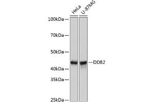 Western blot analysis of extracts of various cell lines, using DDB2 Rabbit mAb (ABIN7266674) at 1:1000 dilution. (DDB2 anticorps)