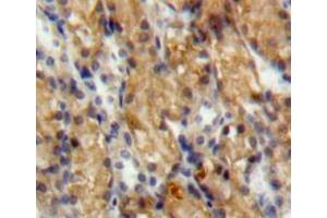 Used in DAB staining on fromalin fixed paraffin-embedded kidney tissue (SLIT3 anticorps  (AA 454-498))