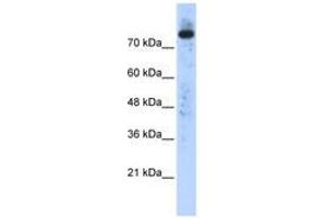 Image no. 1 for anti-Phospholipase D2 (PLD2) (N-Term) antibody (ABIN6740534) (Phospholipase D2 anticorps  (N-Term))