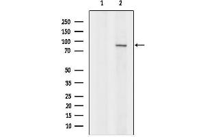 Western blot analysis of lysates from Hybridoma cells, using KIF3A Antibody.