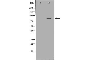 Western blot analysis of 293T whole cell lysates, using TLE1 Antibody. (TLE1 anticorps  (Internal Region))