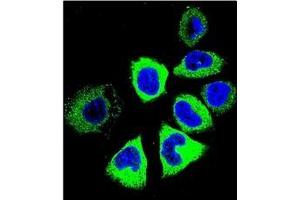 Confocal immunofluorescent analysis of YI016 Antibody (C-term) Cat. (YI016 (AA 260-288), (C-Term) anticorps)