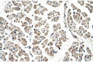 Immunohistochemical staining (Formalin-fixed paraffin-embedded sections) of human muscle with EGFL8 polyclonal antibody  at 4-8 ug/mL working concentration. (EGFL8 anticorps  (C-Term))