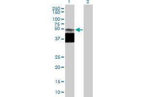 Western Blot analysis of GPR172B expression in transfected 293T cell line by GPR172B MaxPab polyclonal antibody. (GPR172B anticorps  (AA 1-448))