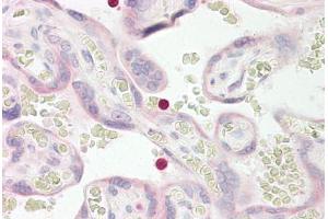 Image no. 2 for anti-Triggering Receptor Expressed On Myeloid Cells-Like 2 (TREML2) (AA 188-237) antibody (ABIN1493904) (TREML2 anticorps  (AA 188-237))