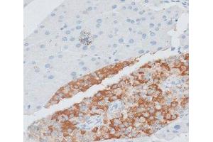 Immunohistochemistry of paraffin-embedded Mouse pancreas using PAEP Polyclonal Antibody at dilution of 1:100 (40x lens). (PAEP anticorps)