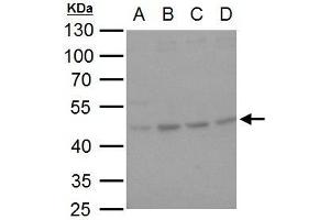 WB Image HSP47 antibody [N2C2], Internal detects HSP47 protein by western blot analysis. (SERPINH1 anticorps  (Internal Region))